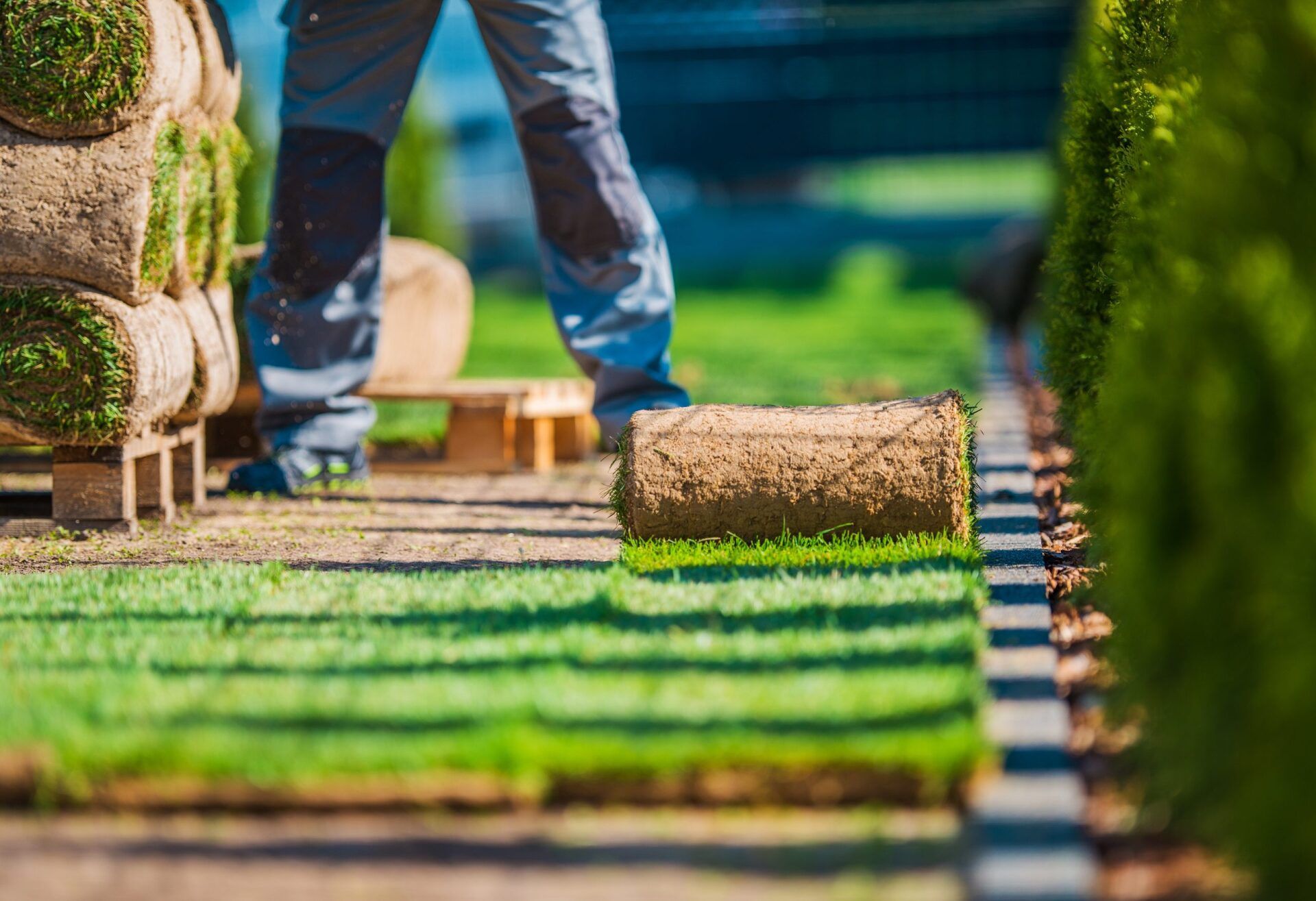 A man is rolling a roll of turf in a garden.