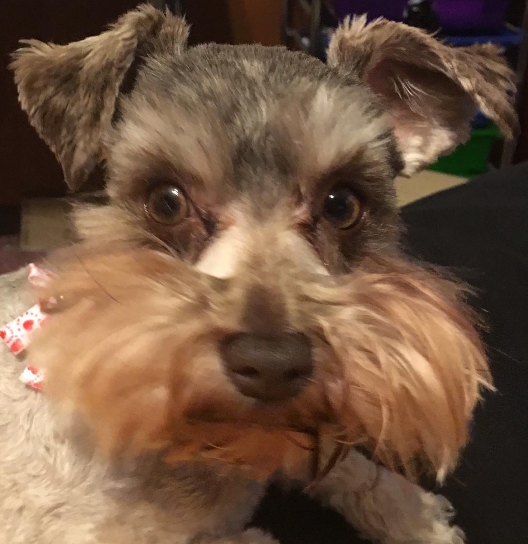 Amy's Dog