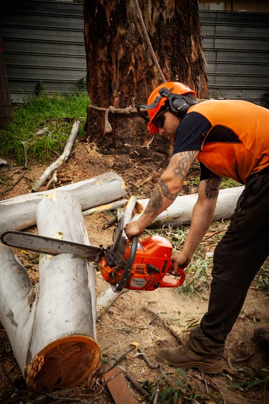 CTL Services Photo Gallery of Tree Removal & Tree Cutting Services