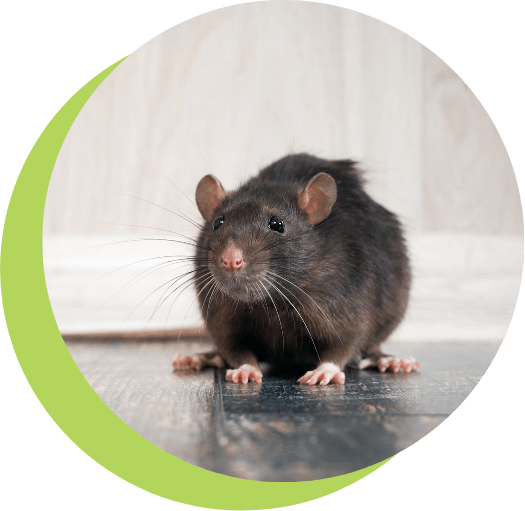Large-Rat