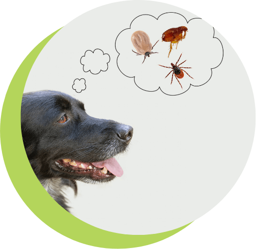 dog-thinking-about-bugs