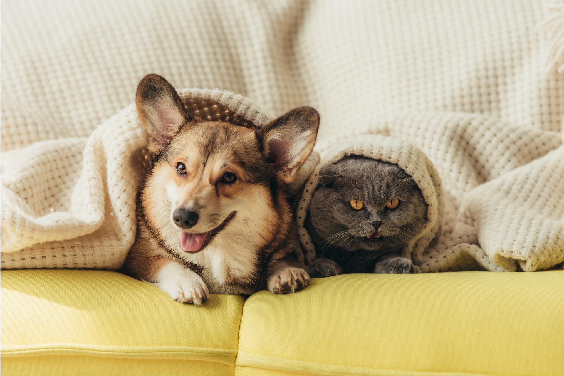 A dog and a cat are laying under a blanket on a couch.