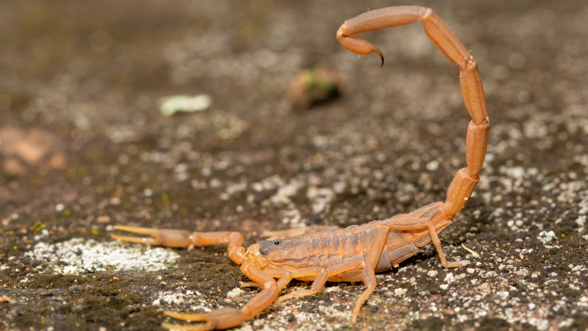 A close up of a scorpion on the ground.