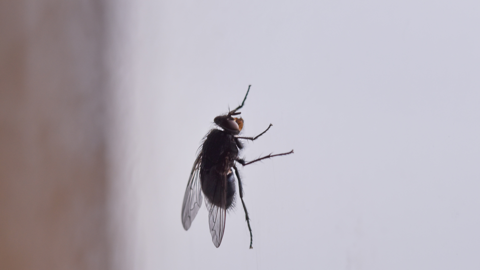 Fly clinging to a white surface, with wings spread.