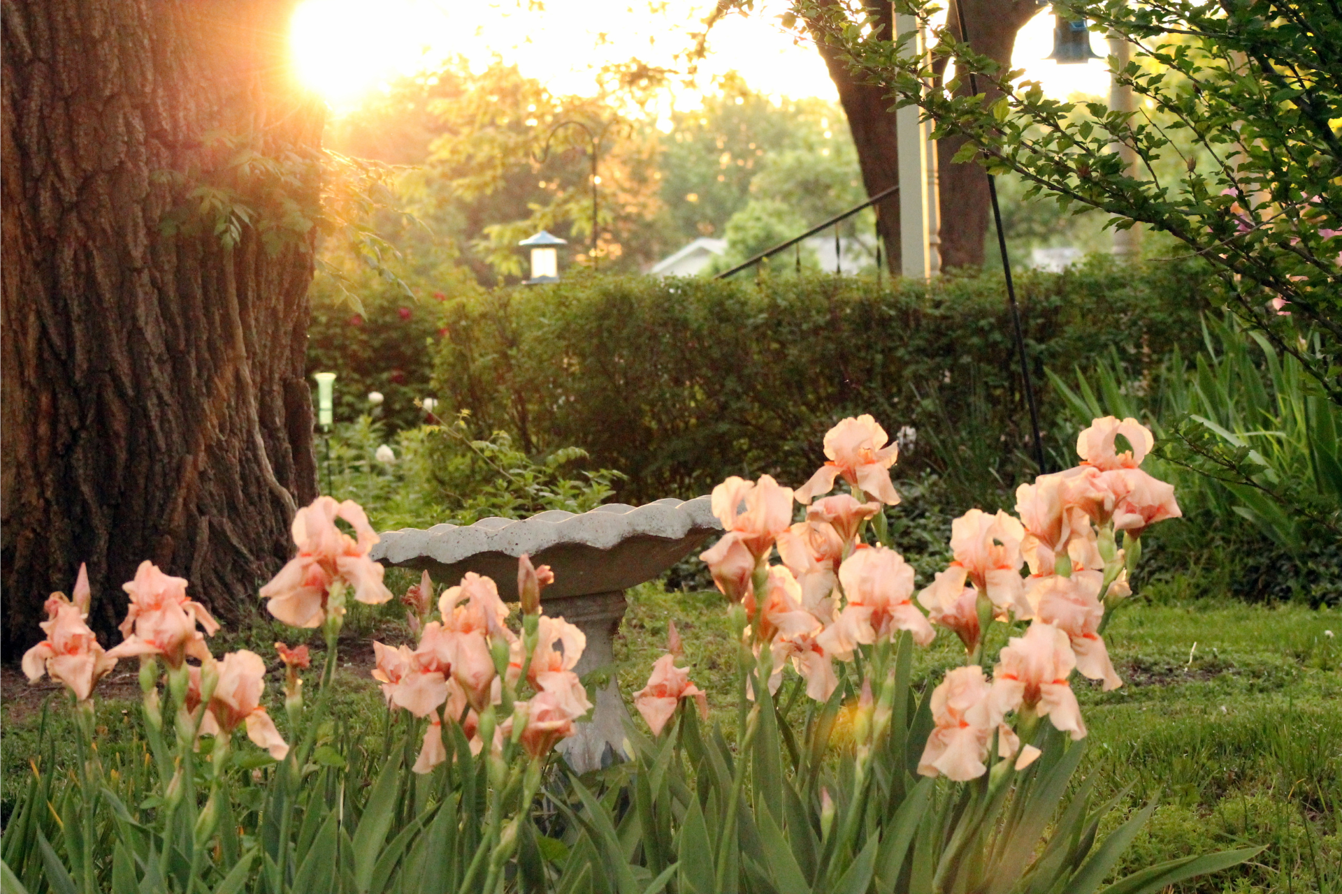 A garden with flowers and a bench with the sun shining through the trees