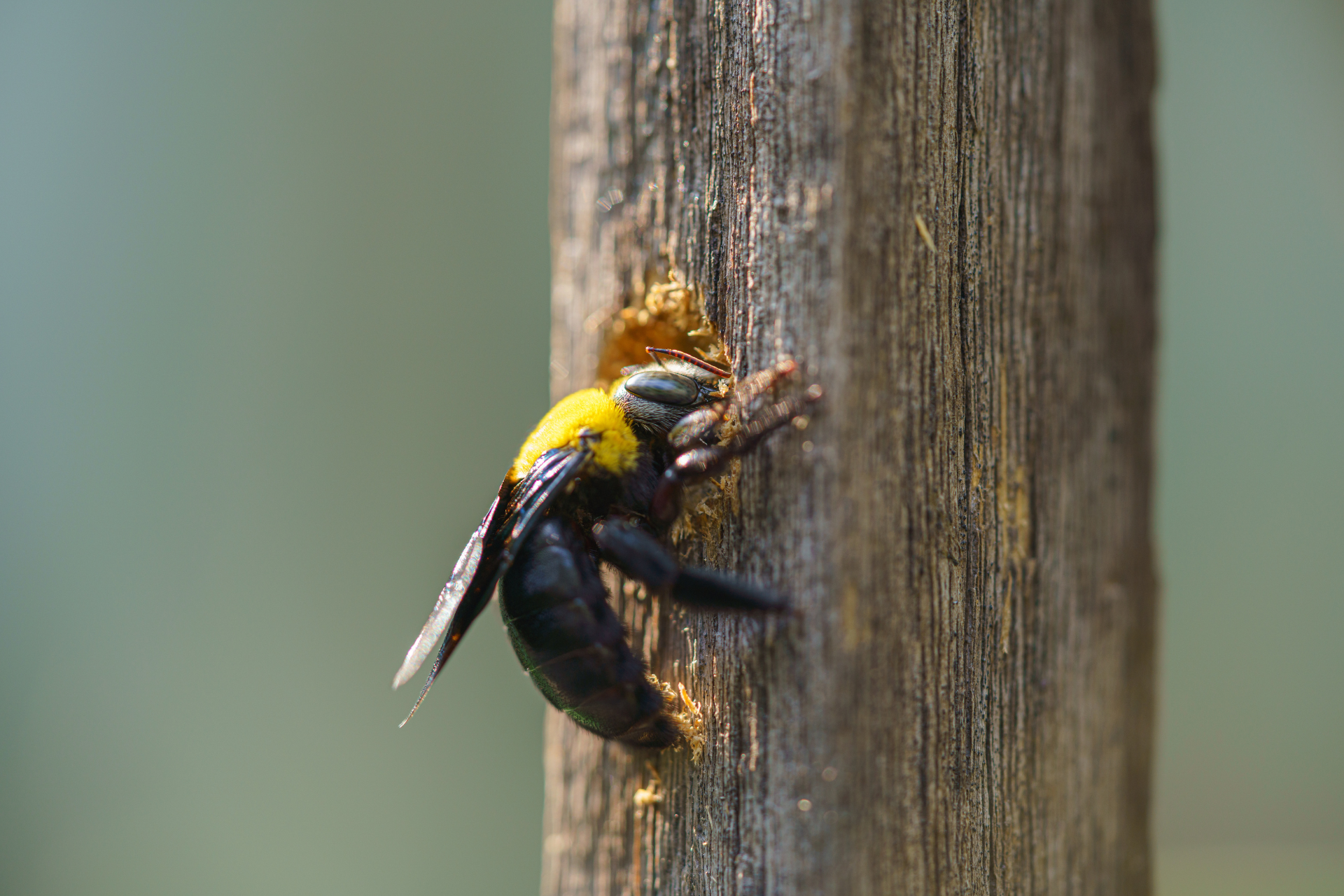 A black and yellow bee is sitting on a wooden post.