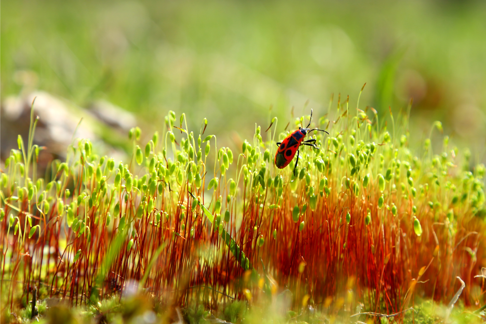 A red bug is crawling on a patch of moss.