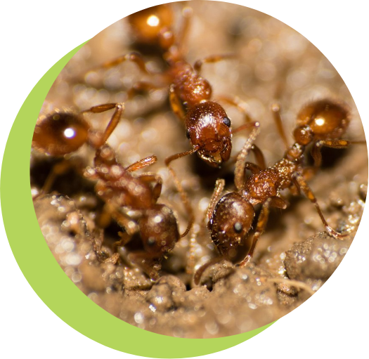 Large-Ants