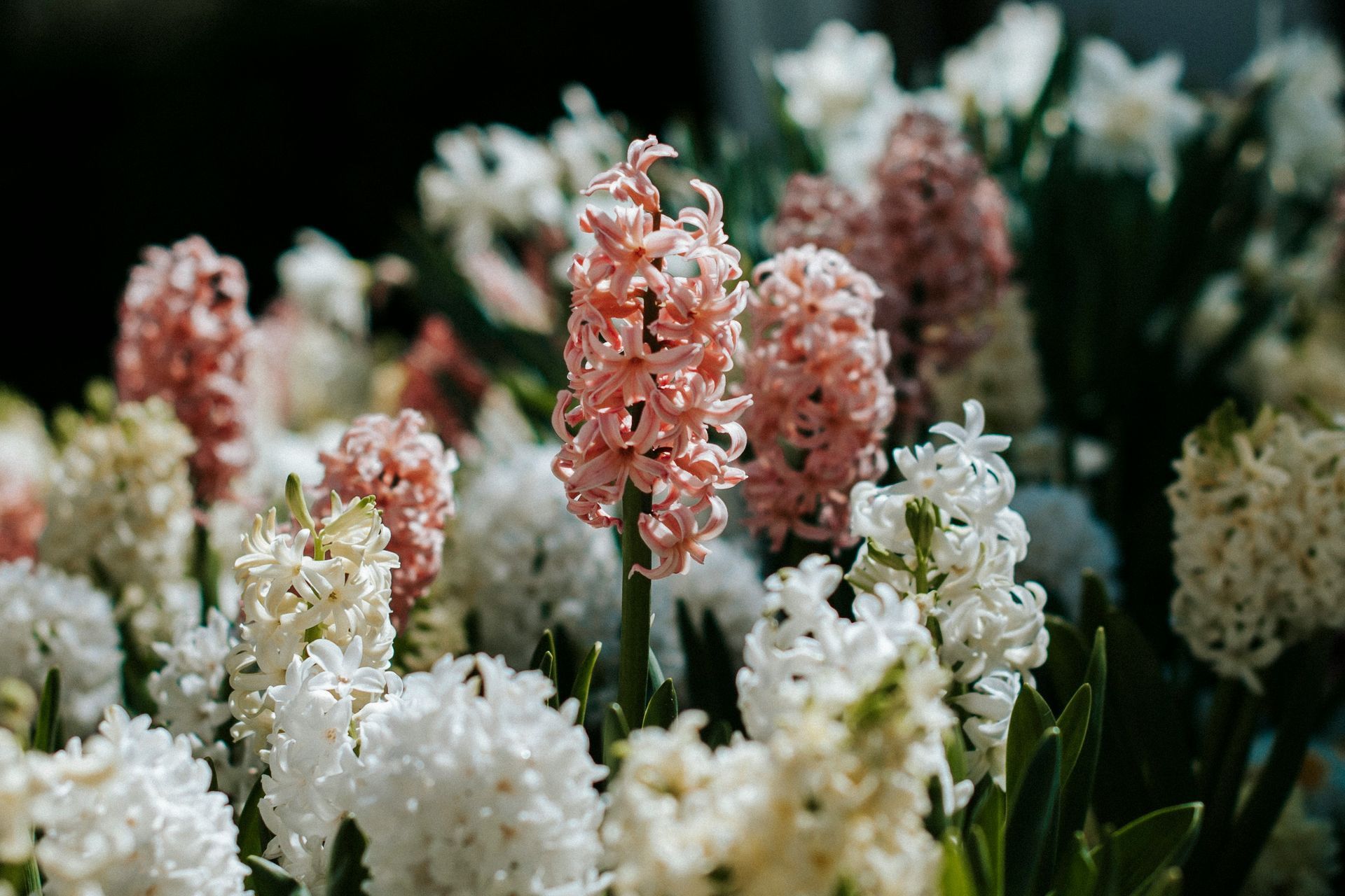 Clustered pink and white hyacinth flowers in soft focus, with green stems in a garden setting