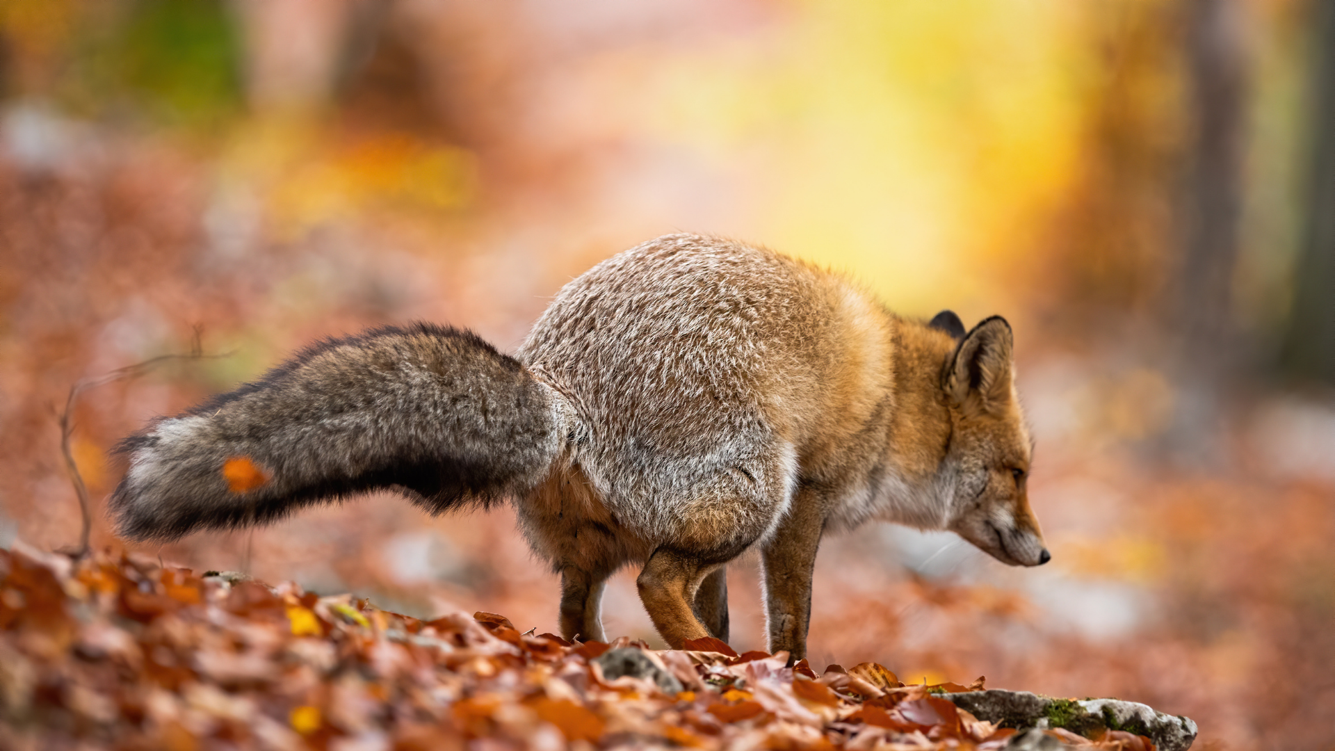 A red fox walks through autumn leaves in a forest with soft, glowing sunlight in the background.