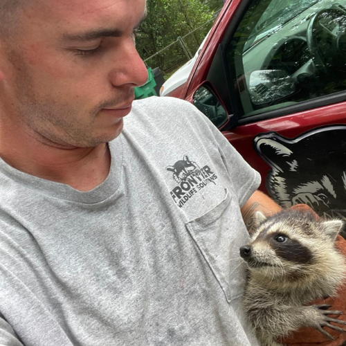 Man in gray shirt holding a raccoon. Red truck in the background.