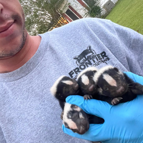 Man holding four baby skunks, wearing a gray shirt and blue gloves. Outdoors.
