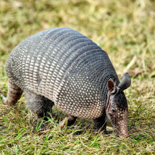 Armadillo in grassy field, gray-brown body, snout down, small ears.