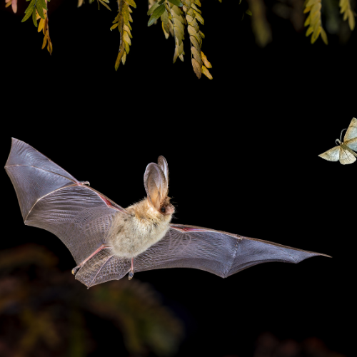 Bat in flight, wings outstretched, pursuing a moth against a black background. Brown fur, thin wings.