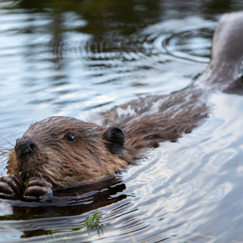 Beaver swimming in water, looking towards the viewer. Brown fur, webbed feet, ripples on the water.