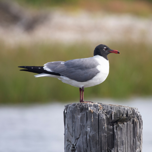 Black-headed gull with grey back and white belly perched on a weathered wooden post. Red beak, black tail.