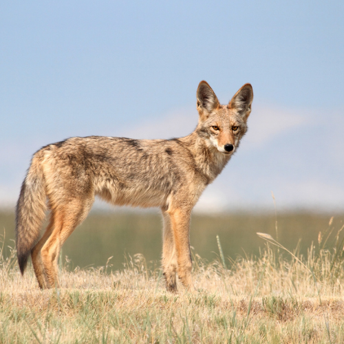Coyote standing in tall grass, looking toward the viewer; tan and brown fur, blue sky background.