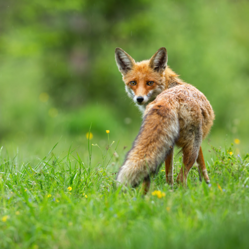 Fox in green grass, looking over its shoulder; orange fur, green background.