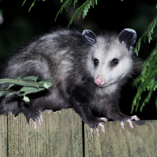 Opossum perched on a wooden fence, dark fur, pink nose, black eyes, night setting.
