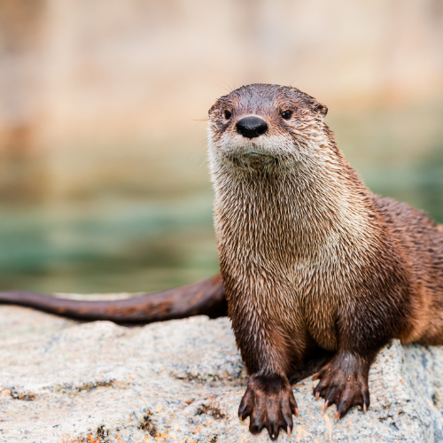 A brown otter with wet fur on a rock, looking forward.