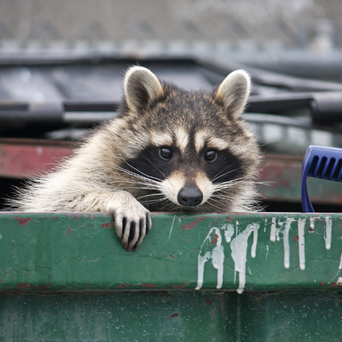 Raccoon peering over the edge of a green dumpster, looking at the viewer. White drippings on the side.