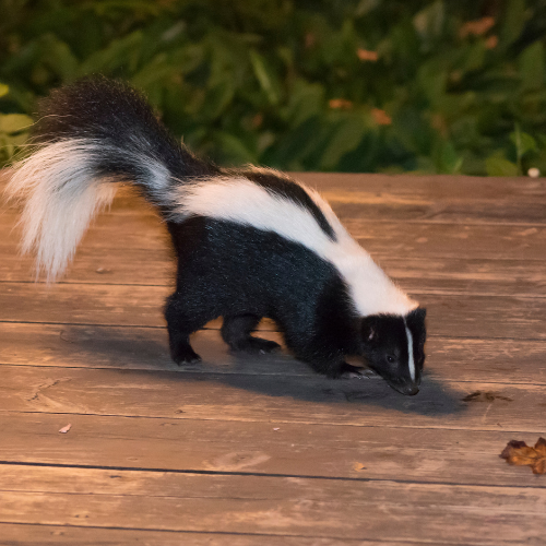 A black and white skunk sniffing on a wooden deck at night.