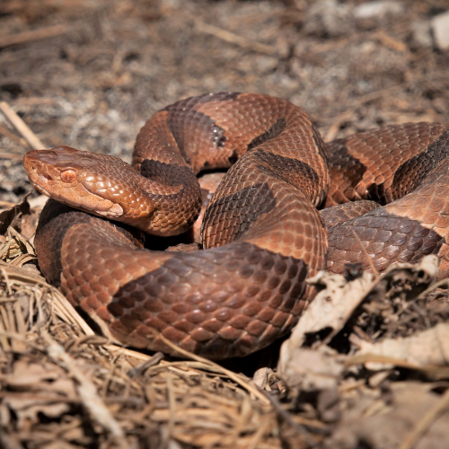 Copperhead snake coiled on dry leaves and soil; reddish-brown with dark brown hourglass patterns.
