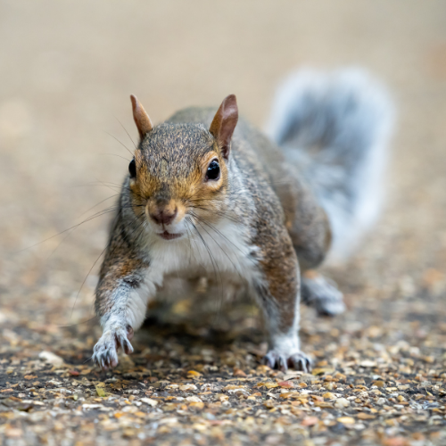 Gray squirrel, poised on all fours, running across a paved surface, looking directly at the camera.