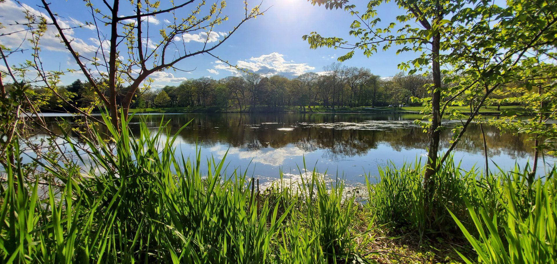 A lake surrounded by tall grass and trees on a sunny day