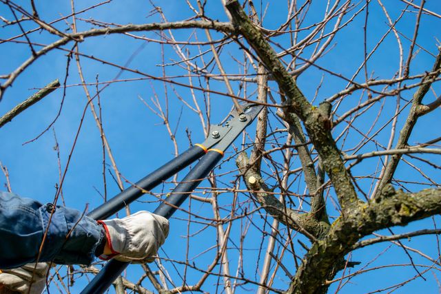 Should Pruning Be Done in Fall Or Spring: Expert Tips Revealed