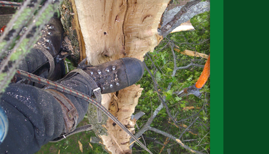 Arborcorp's Tree Risk Assessment