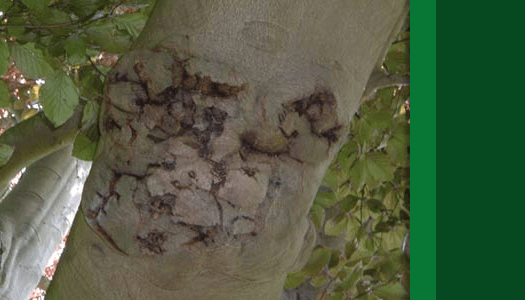 Tree Insect Management Tree Disease Management Arborcorp 1159