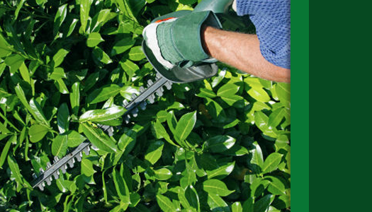 Arborcorp's Shrub Pruning Services