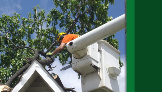 Arborcorp's Tree Removal Service