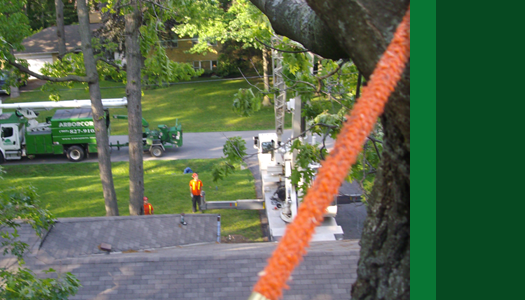 Arborcorp's Tree Pruning Services