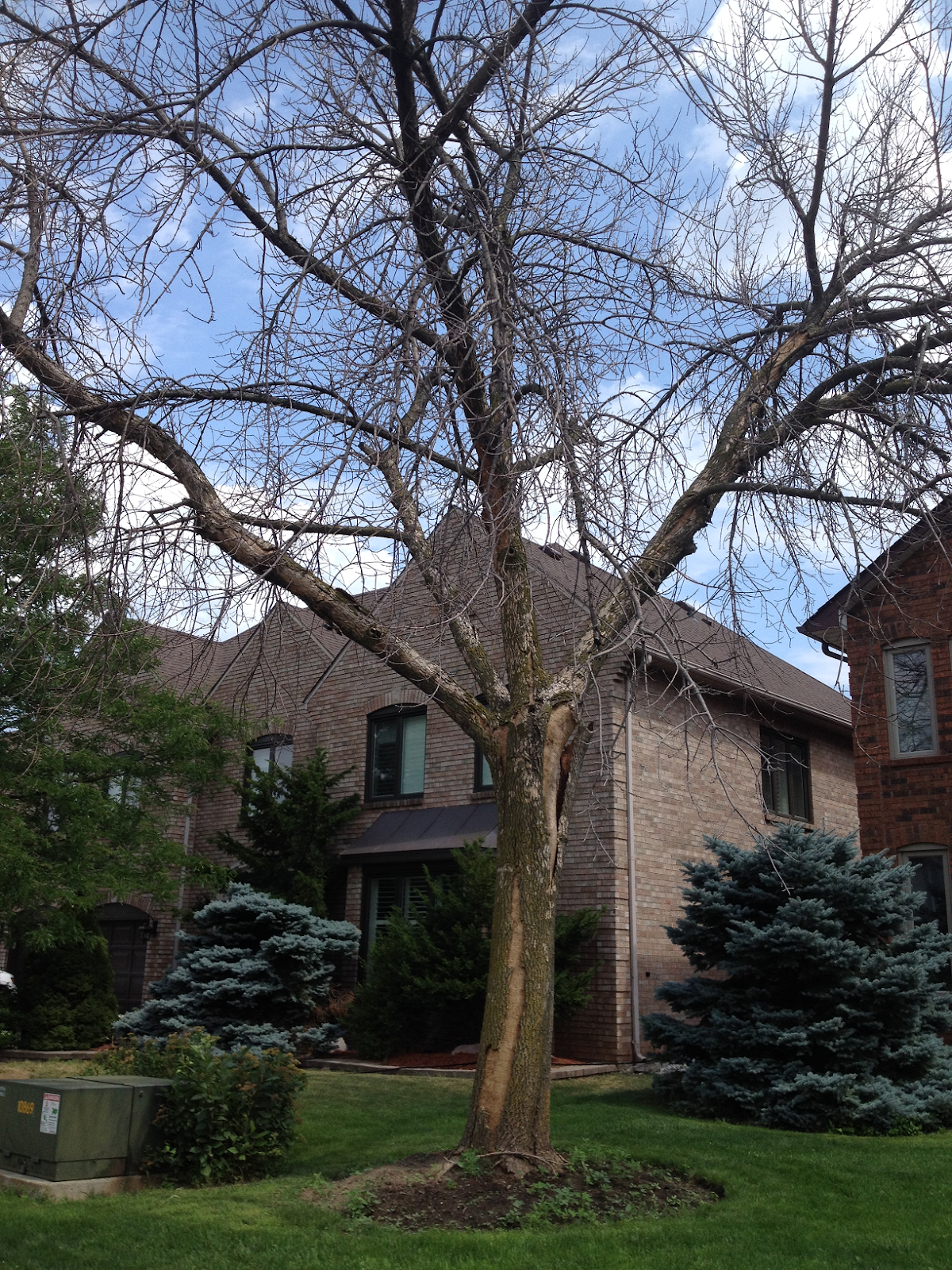 A small dead Ash that could have caused big problems.