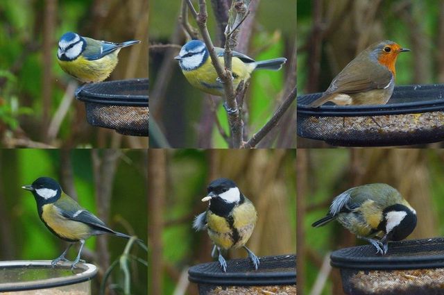 Country diary: revelling in the sight and sound of rooks, Birds