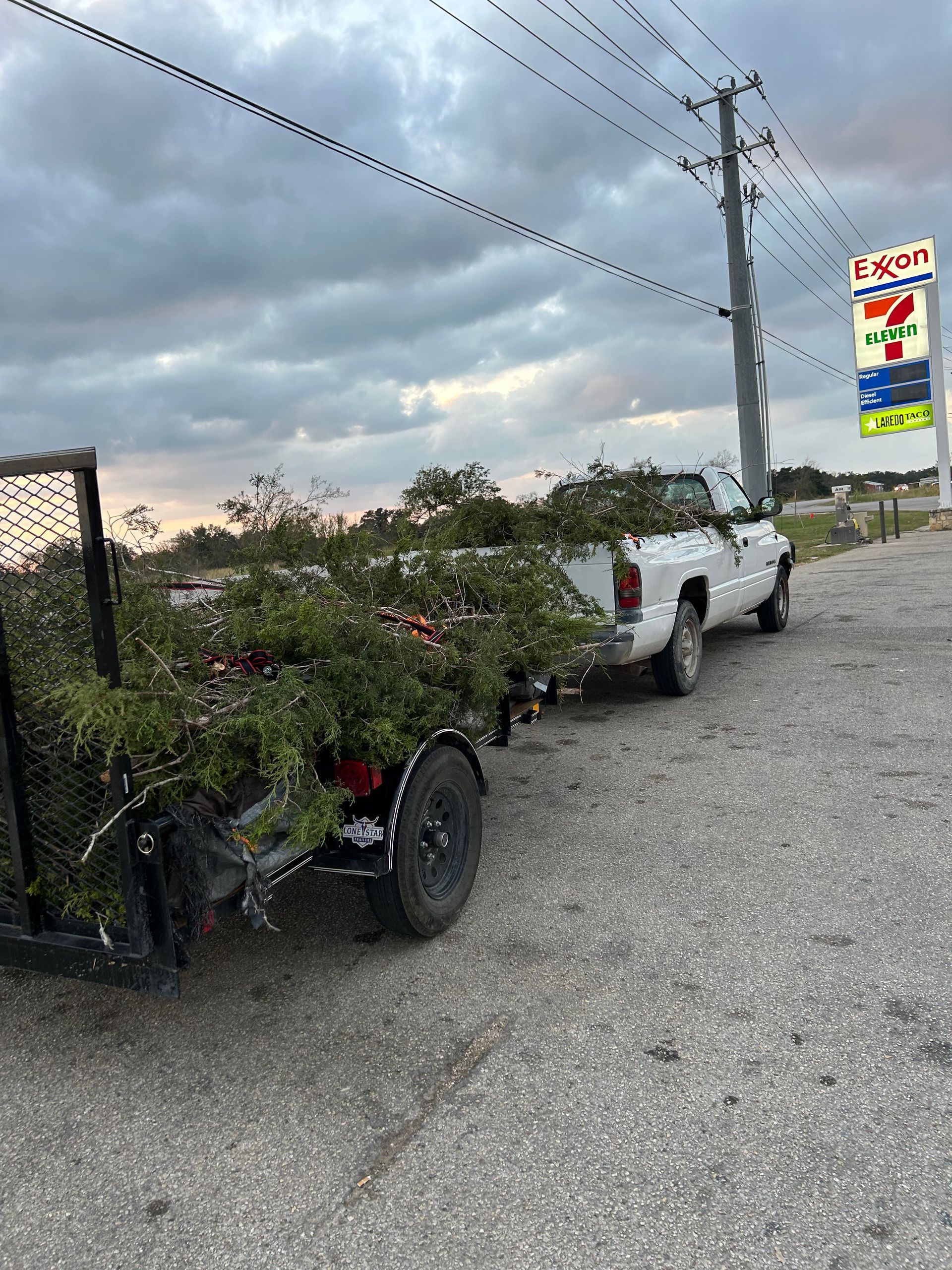 A white truck is towing a trailer full of trees.