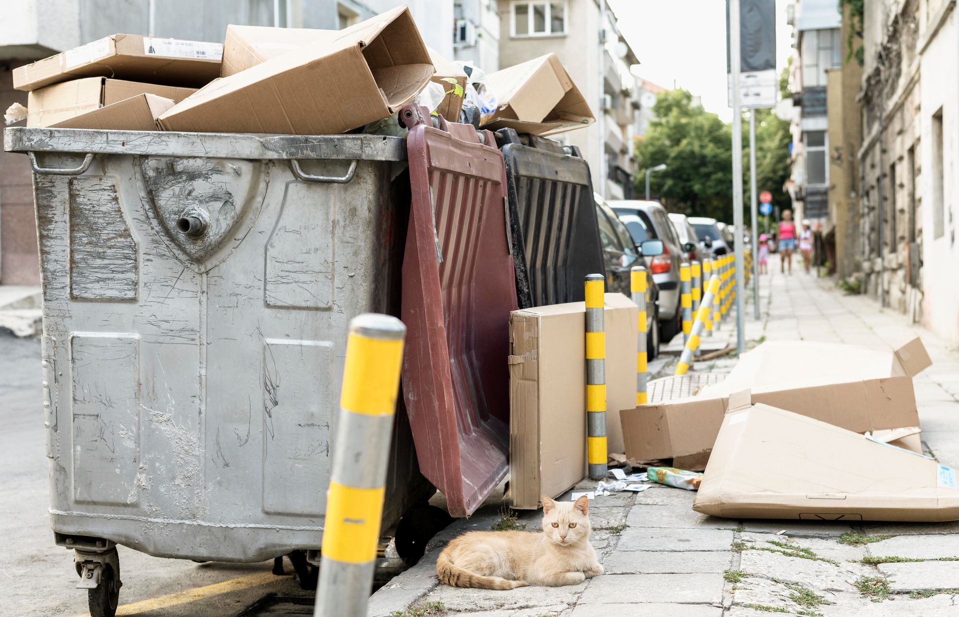 A full trash dumpster overflowing with cardboard boxes; a cat sits nearby on the sidewalk.