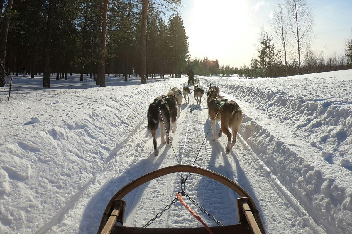 Dog sledding adventure through snowy trails in the White Mountains of New Hampshire.