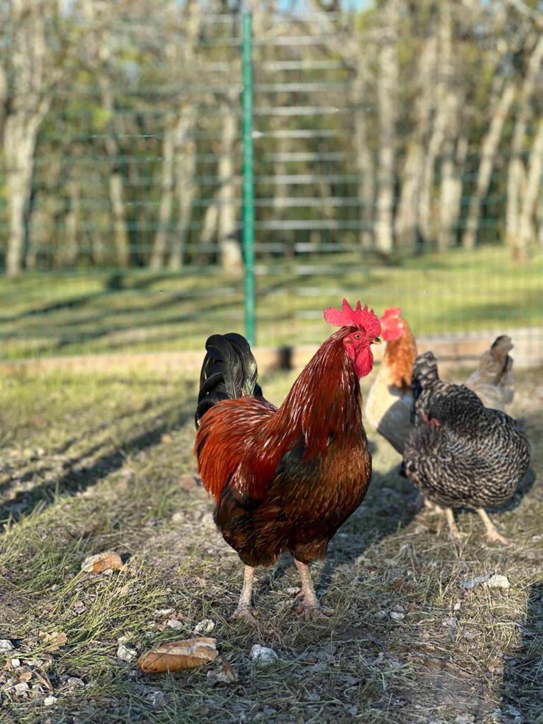 Un coq à crête rouge et au plumage brun se tient dans une cour herbeuse, avec d'autres poules et une échelle en arrière-plan.