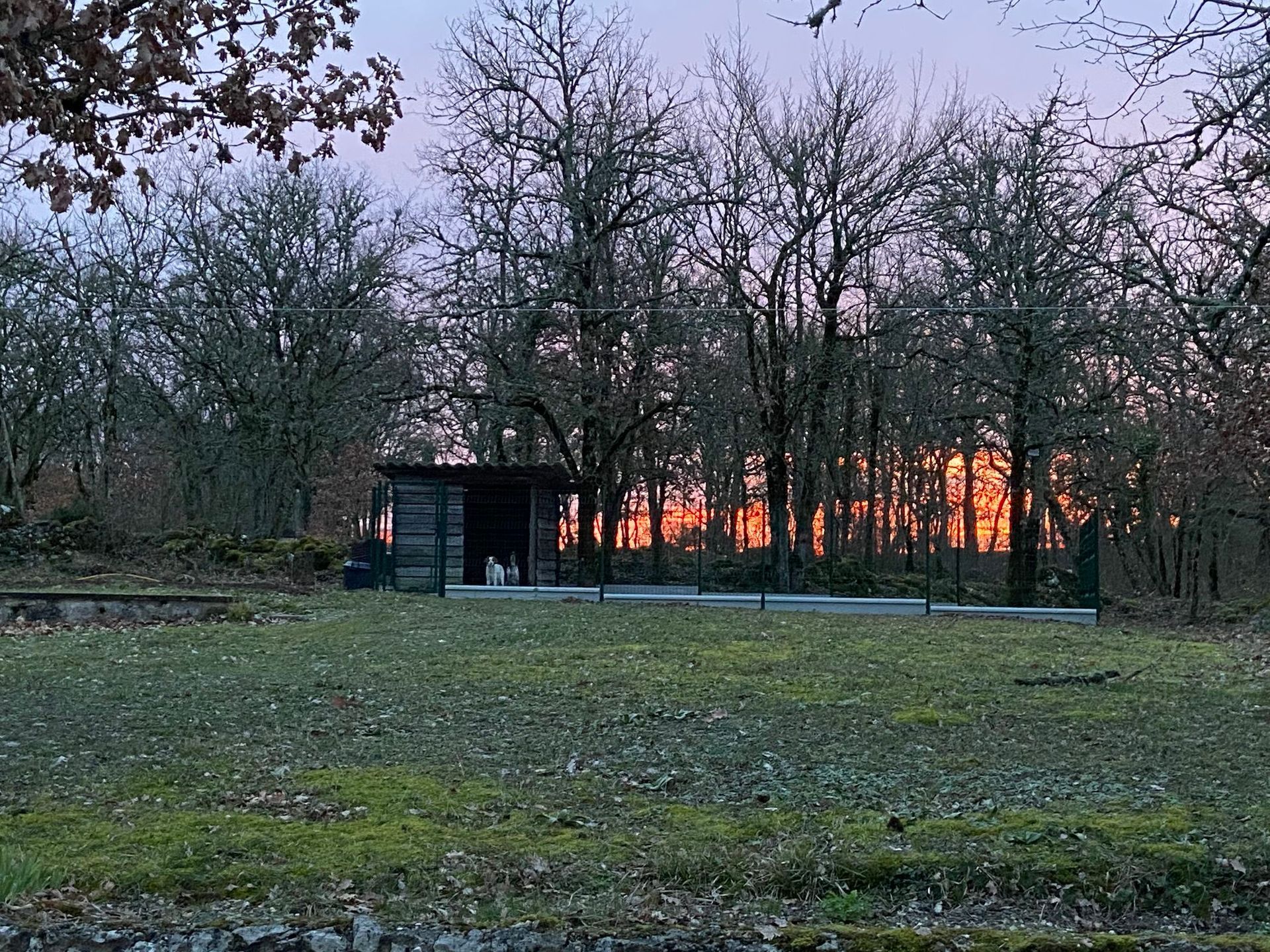 Coucher de soleil à travers des arbres dénudés, un petit abri en bois et une clairière herbeuse.