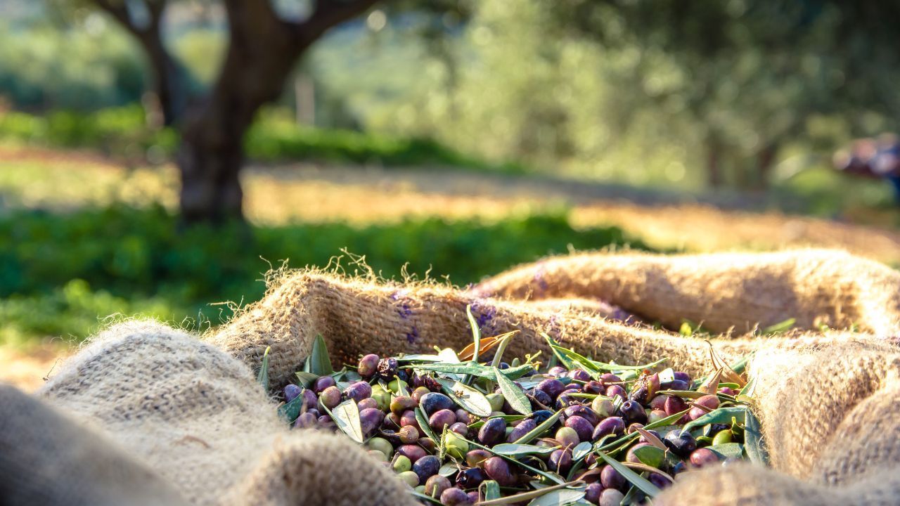 Discover the typical flavors of EVO oil in Montecatini Terme
