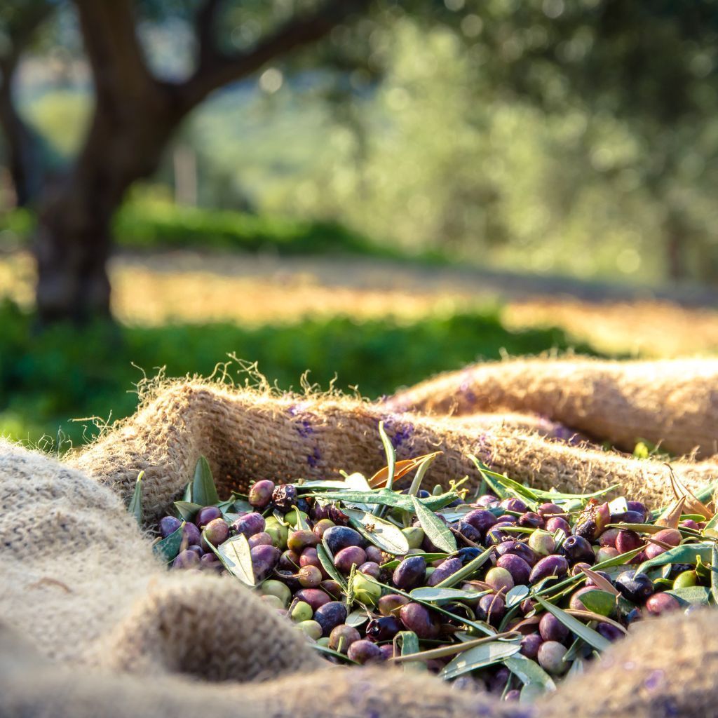 Tuscany DailyTours Organic Olive Oil