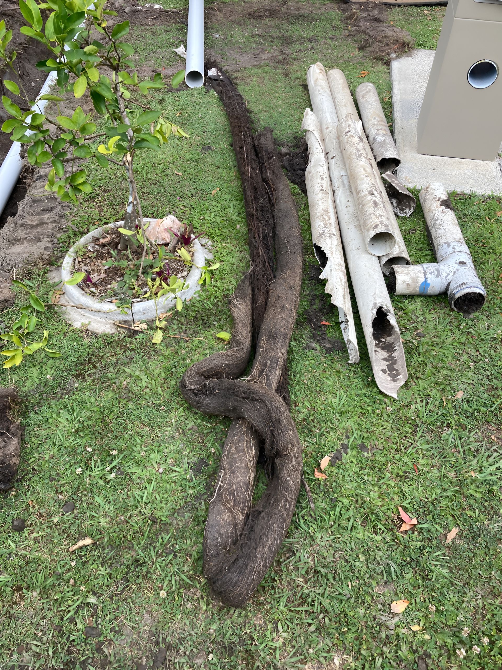 Large, Dark Tree Root Intertwined on Pipes — Taps 'R' Us in Caloundra, QLD