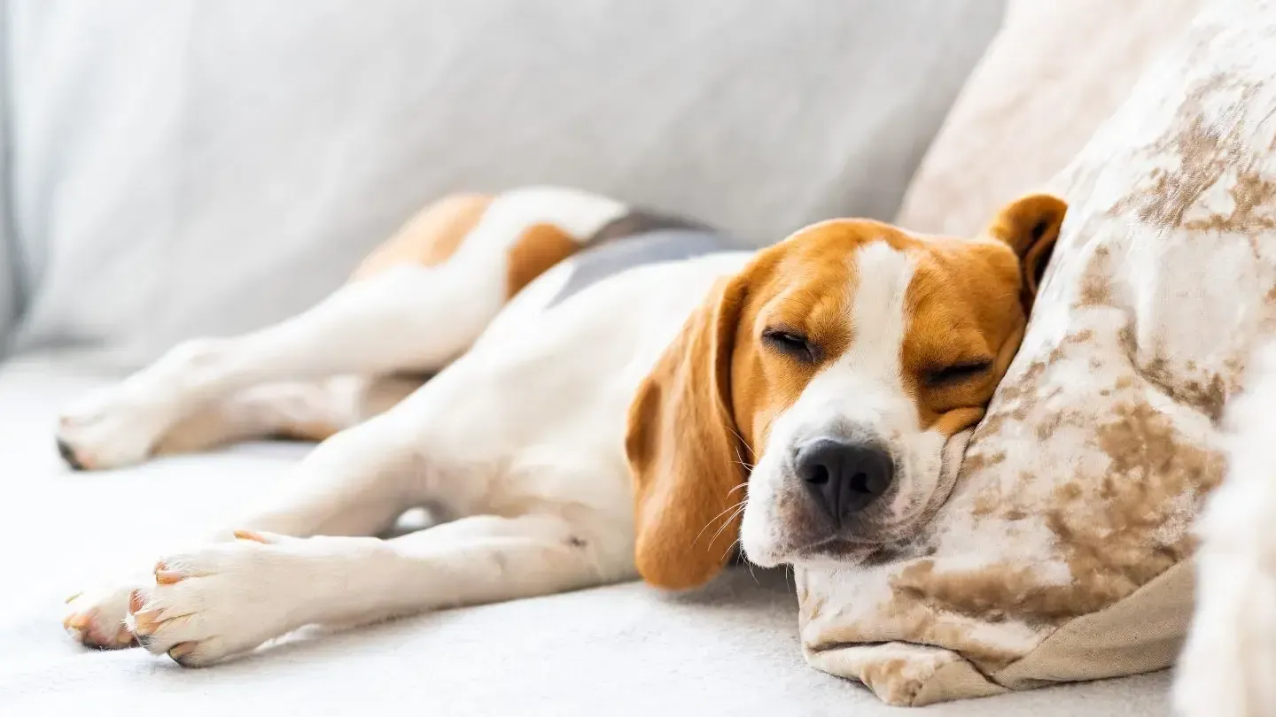 A brown and white dog is sleeping on a couch.