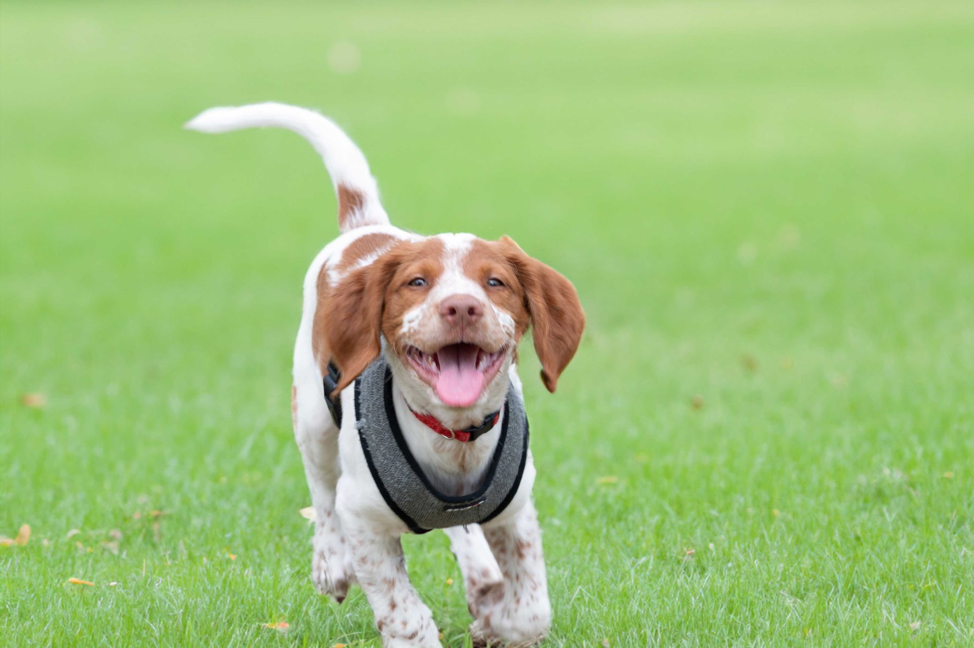 A dog running on the grass.