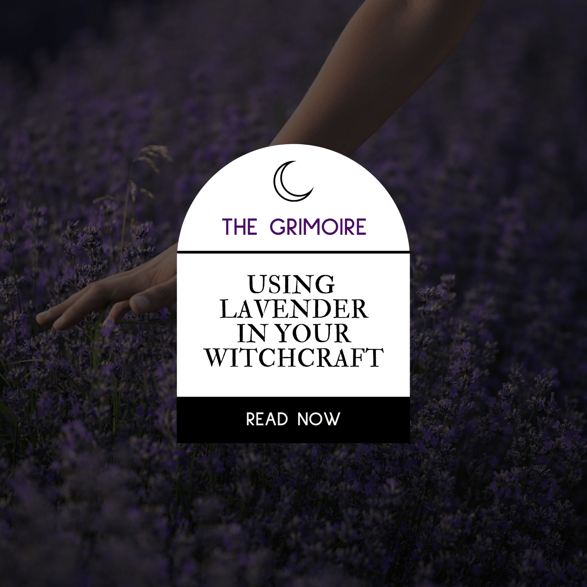 Using Lavender in your Witchcraft Practice