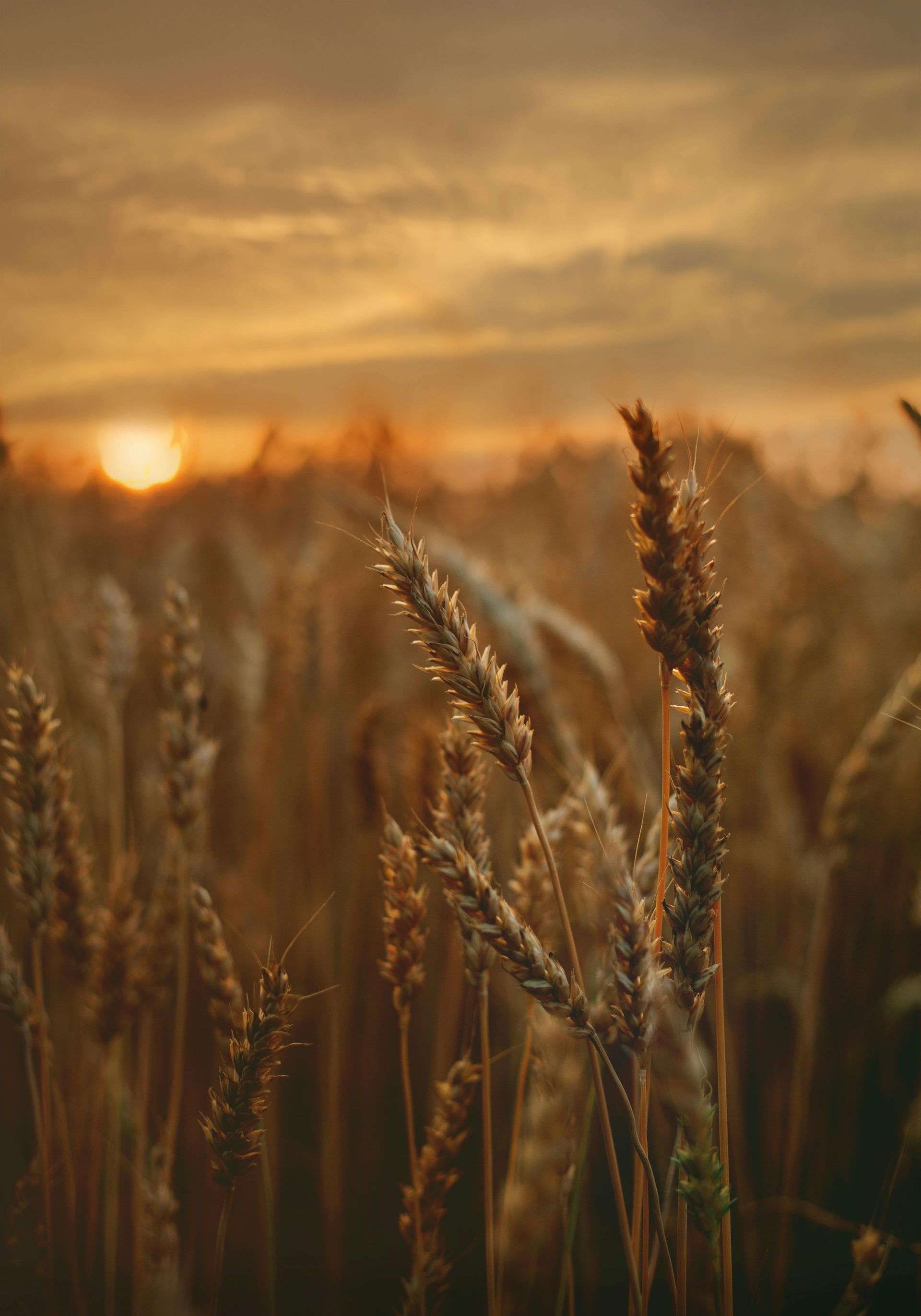 A field of wheat with a sunset in the background.