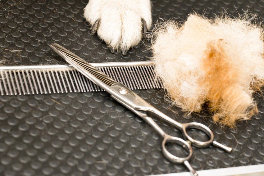 Grooming equipment